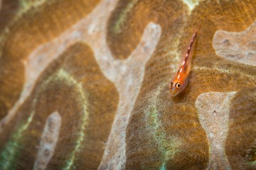 Coral Goby #2