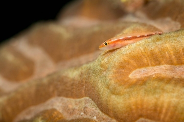 Coral Goby #1