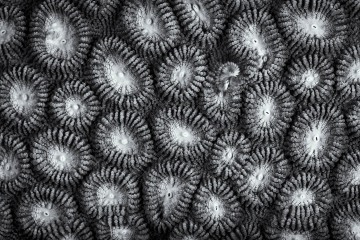 Coral Textures