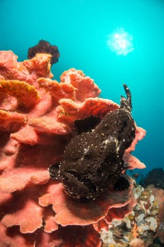 Indonesia Frogfish on Reef