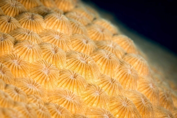 Hard Coral Close-Up