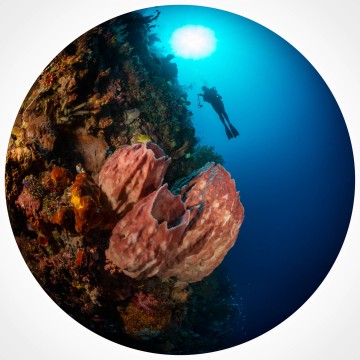 Drifting Above Bunaken Reef