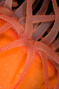Crimson Anemone