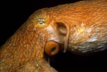 Giant Pacific Octopus #1