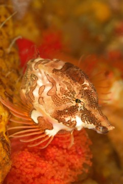 Grunt Sculpin Portrait