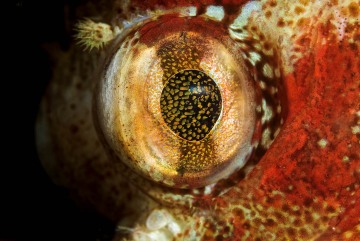 Eye of the Beholder