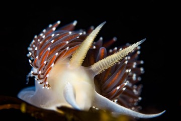 Red Flabellina #2