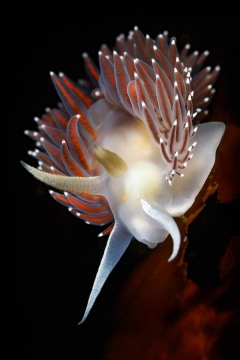 Red Flabellina #1