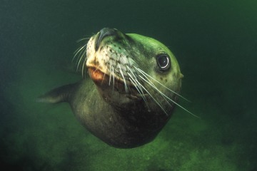 Steller Sea Lion Portrait