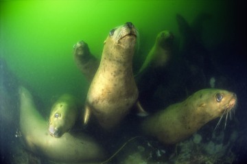 Steller Sea Lions