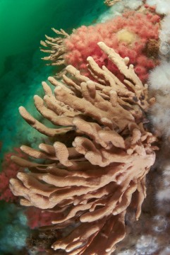 Dead Man's Finger Sponge