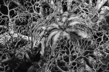 Basket Star Macro #2