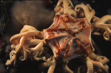 Basket Star Macro #1