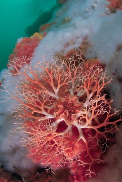 Basket Star on Reef #2