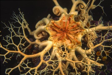 Basket Star Macro #3