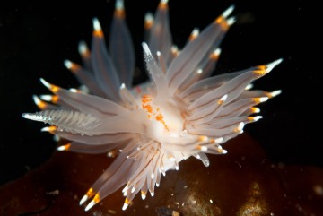 Janolus fuscus
