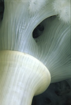 White Plumose Anemone