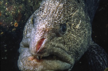 Wolf Eel Portrait