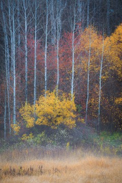 Vestiges of Autumn