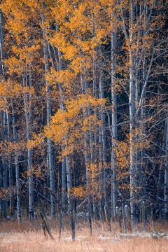 Fall in Methow Valley