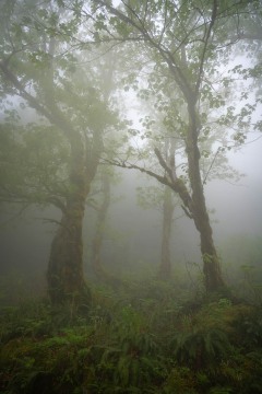 Into the Mist