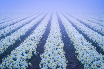 Foggy Daffodil Days