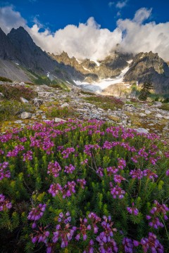 Shuksan's Surprise