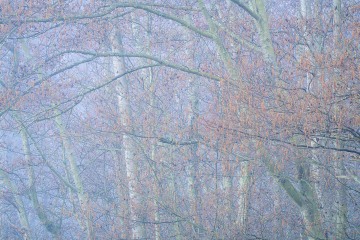 Forest Fog of Skagit II