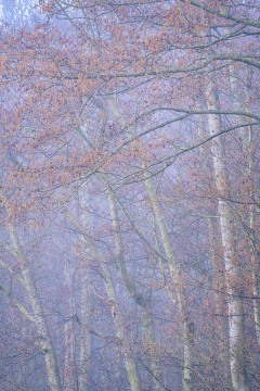 Forest Fog of Skagit