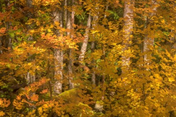 Fall Forest Display