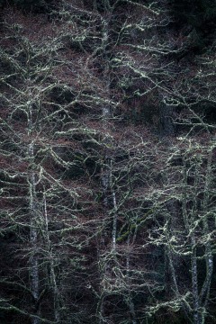 Lichen Covered Trees #1