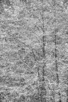 Stark in the Snowfall