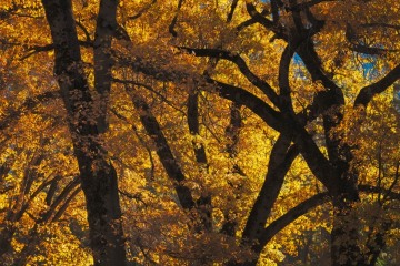 Fall Colors of Yosemite