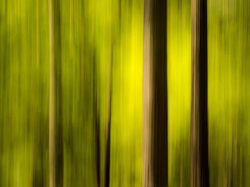 Yosemite Forest Impression #1