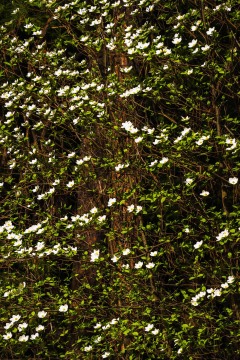 Dollops of Dogwoods