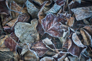Array of Decay