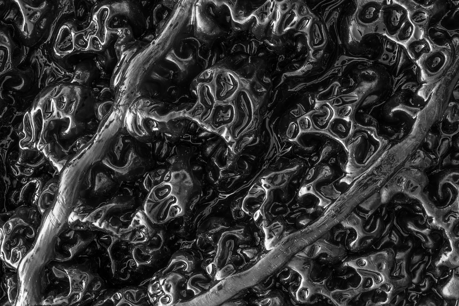 Alien Algae black and white patterns of tidal algae