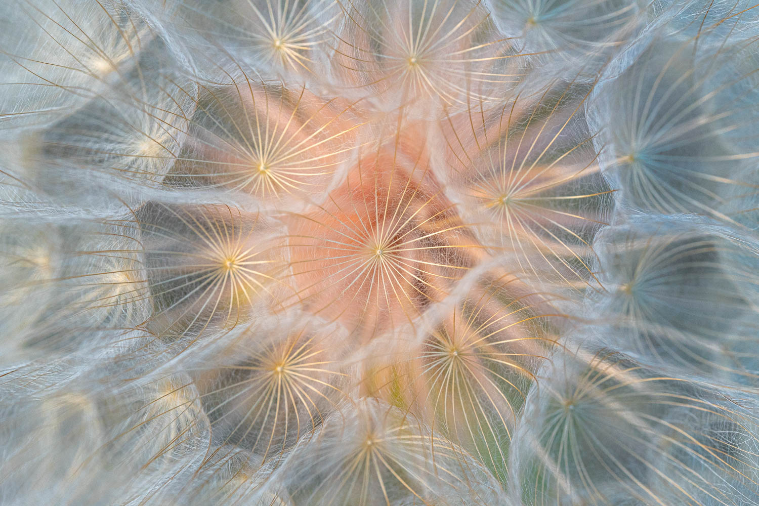 Dandy soft pastel peach and green colors and intricate lacy patterns of a dandelion flower