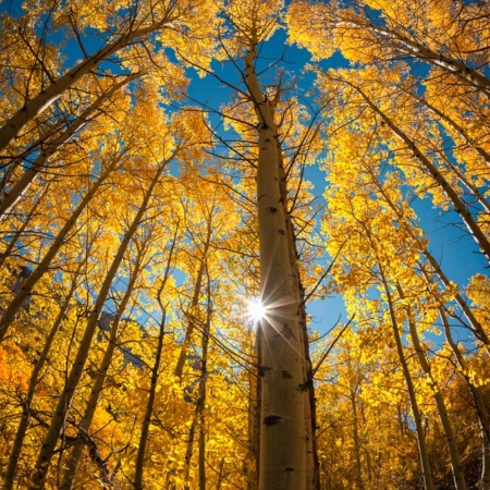 Aspens with fall color and sunburst in the Eastern Sierras of California