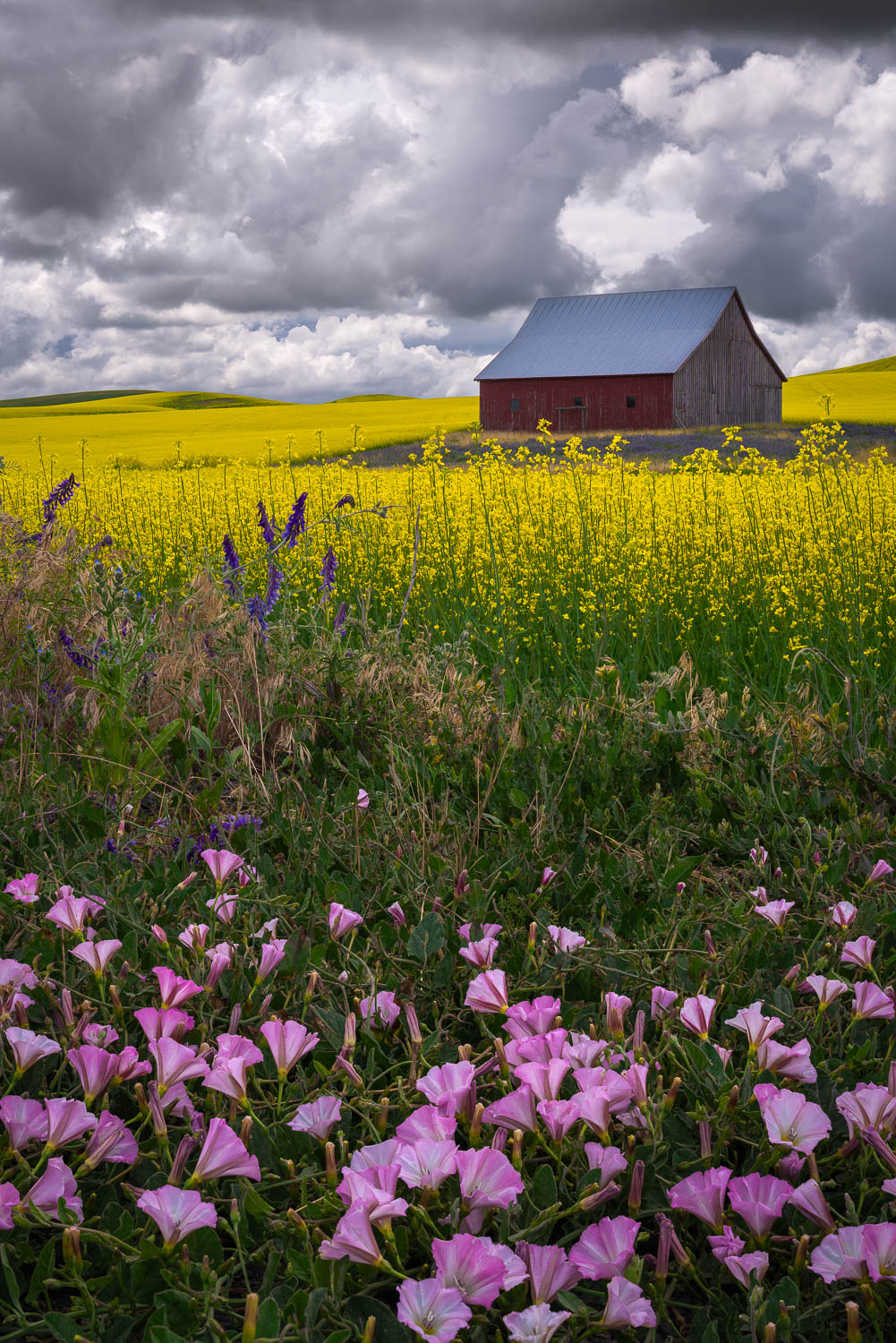 Perfect Palouse red barn in field of yellow flowers with pink flowers in the foreground