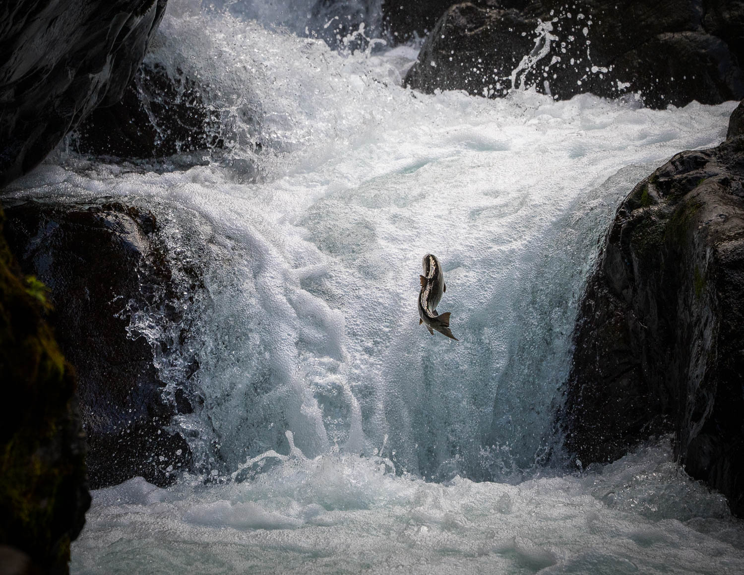 Leap of Faith A lone salmon jumping out of raging river