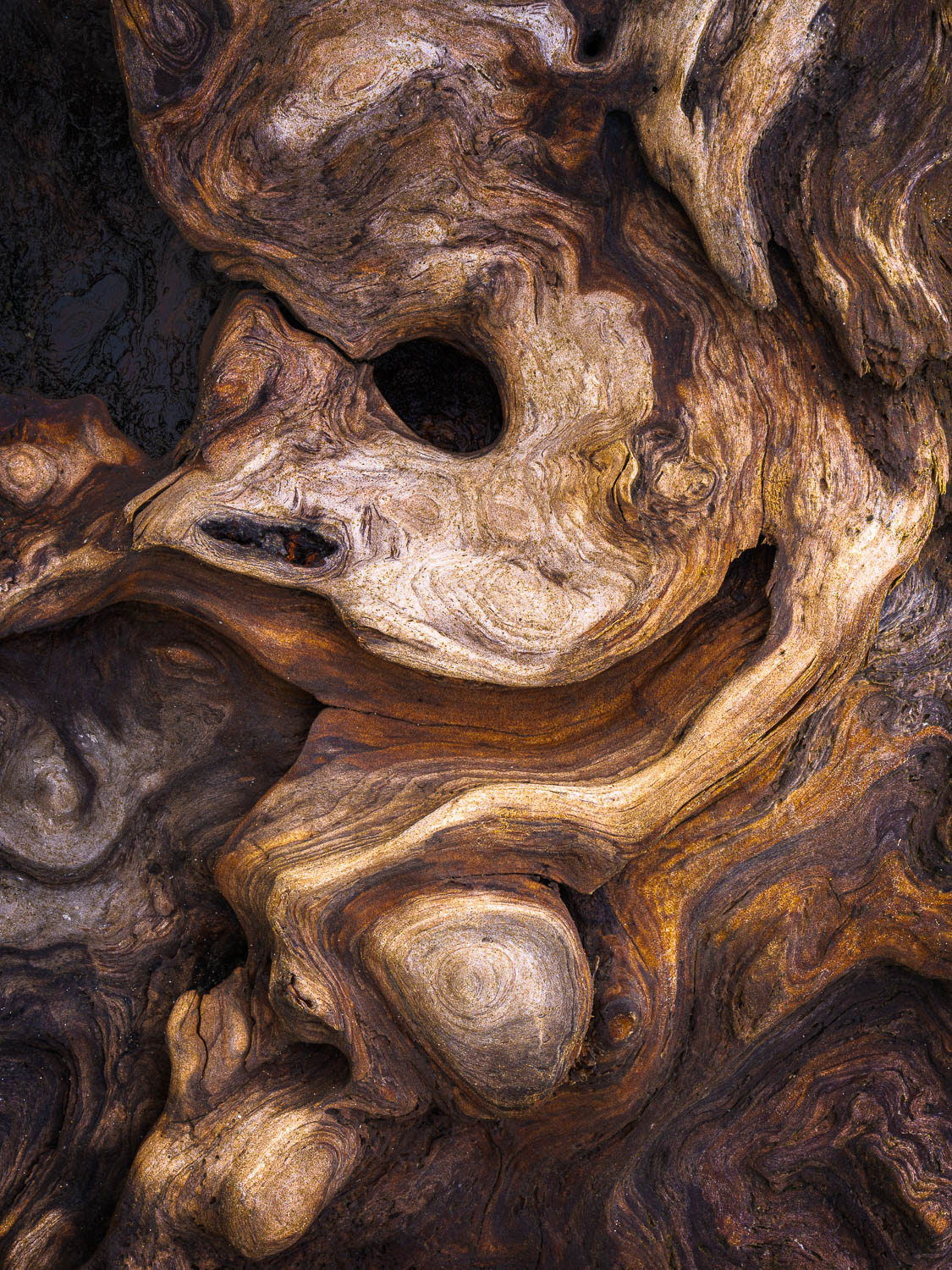 The Jester Wood burl patterns mimicking a jesters face