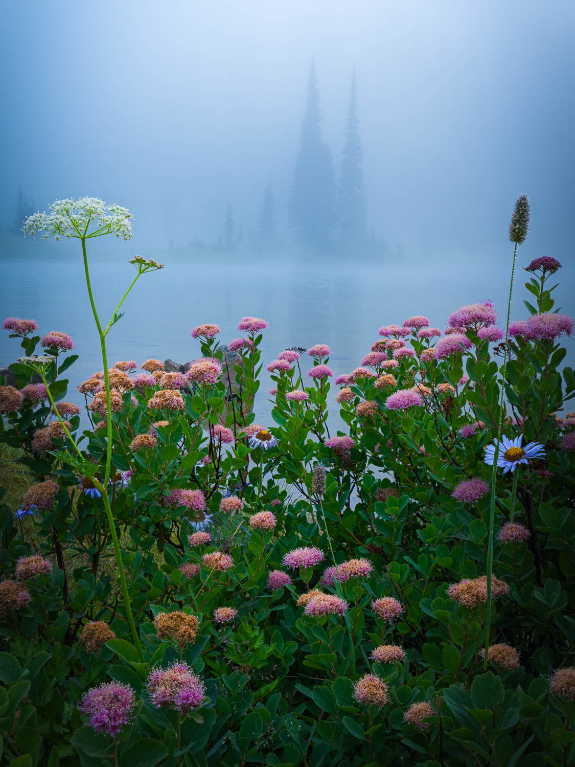 Tipsoo Framed wildflowers framing distant trees in blue misty fog