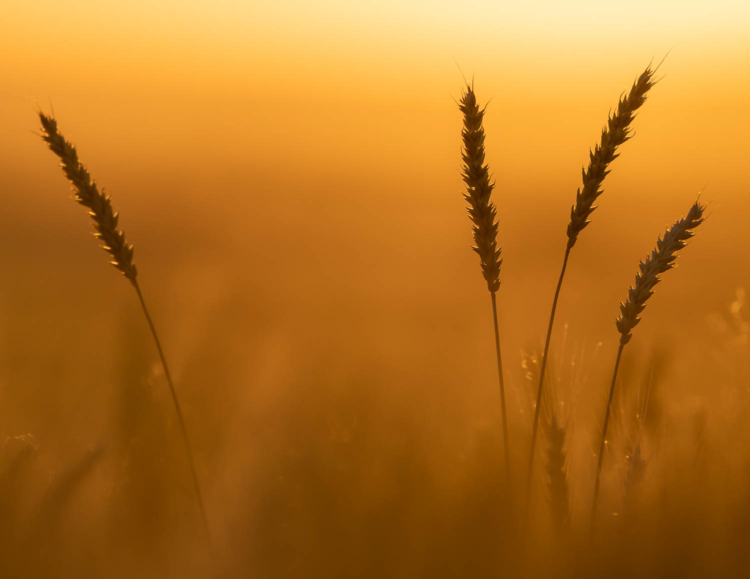 Rising Light Strands of wheat rising above a field, glowing in sunset light