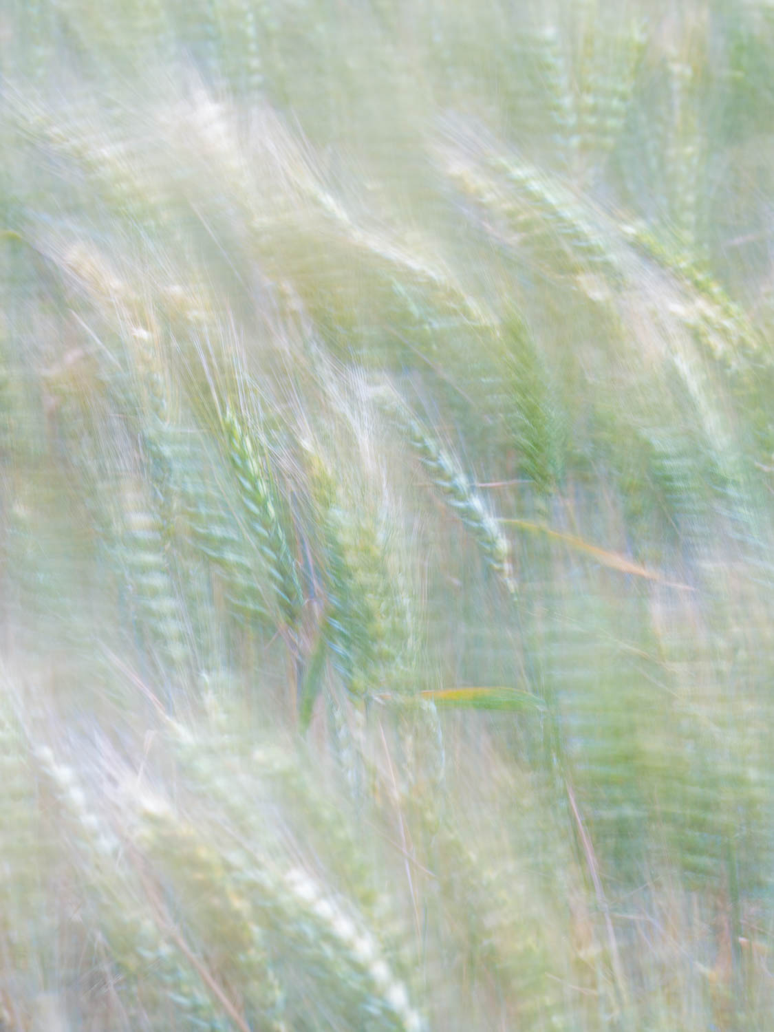 Whimsical Wheat abstract interpretation of wind blow wheat with tan and green hues
