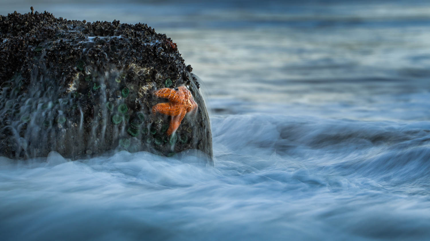 Olympic-NP-Sea-Star-Survivor